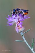 Megachile pilicrus (cf.)